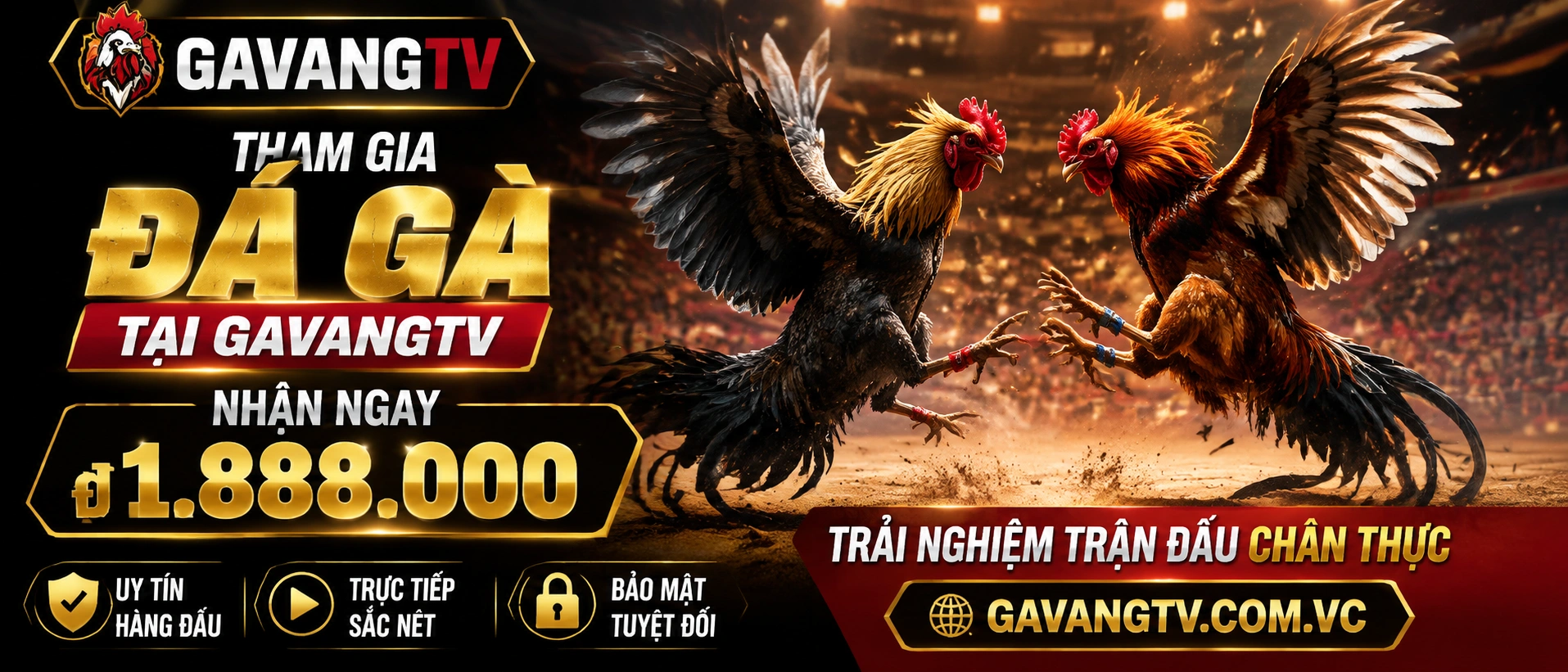 Đá Gà trực tiếp trên gavangtv.com.vc